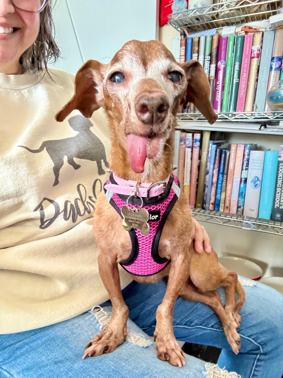 Little Paws Dachshund Rescue