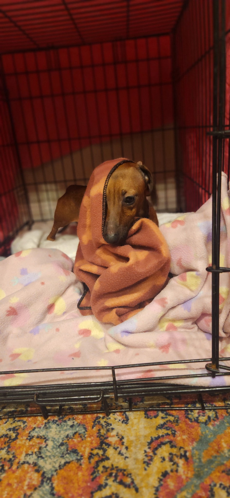Little Paws Dachshund Rescue