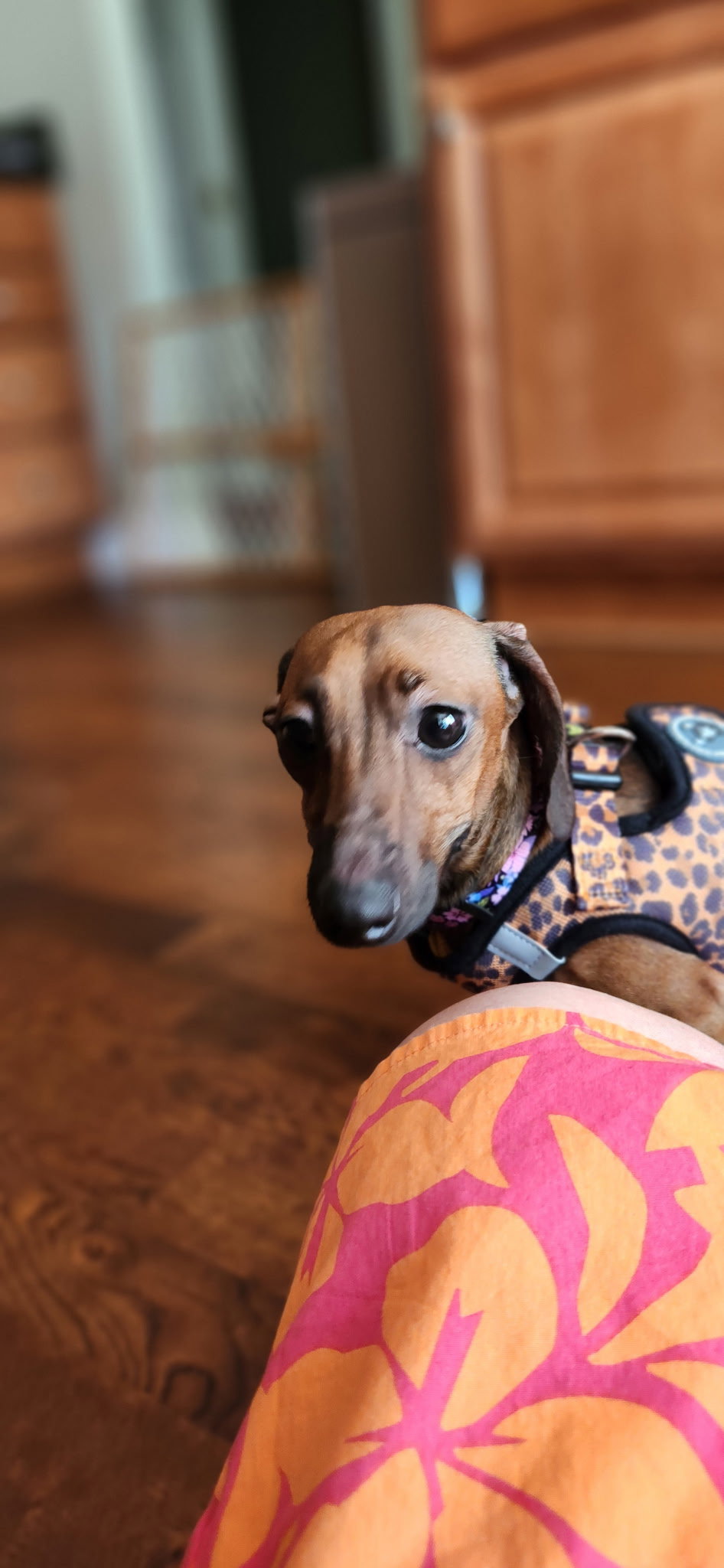 Little Paws Dachshund Rescue