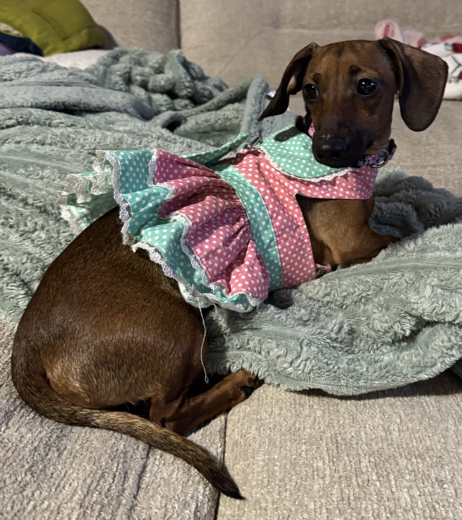 Little Paws Dachshund Rescue
