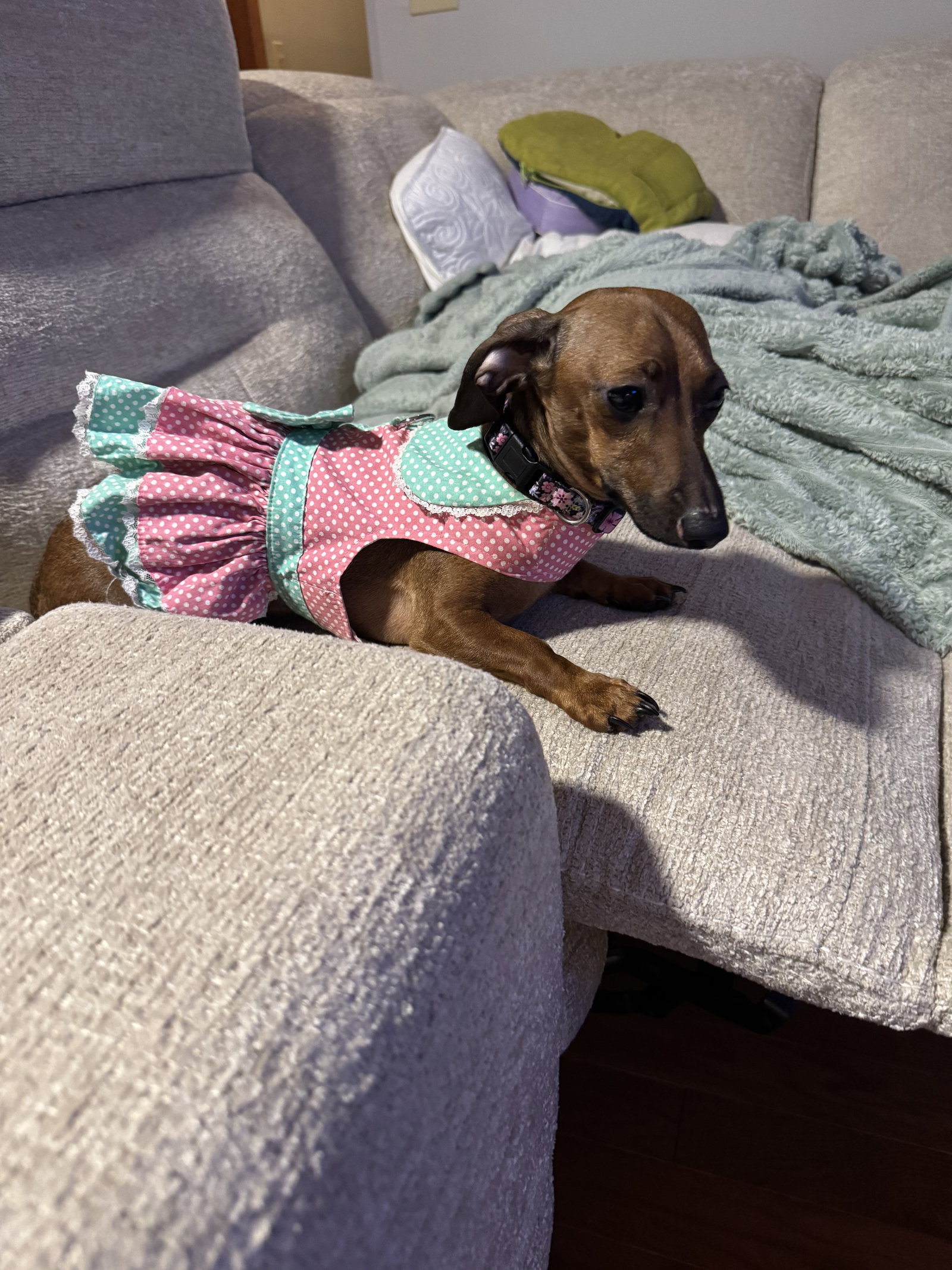 Little Paws Dachshund Rescue
