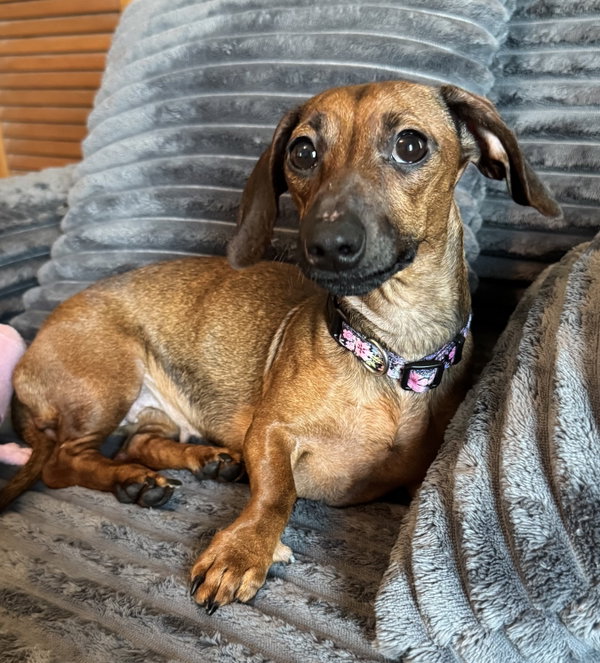 Libby2 (fostered in South Carolina)