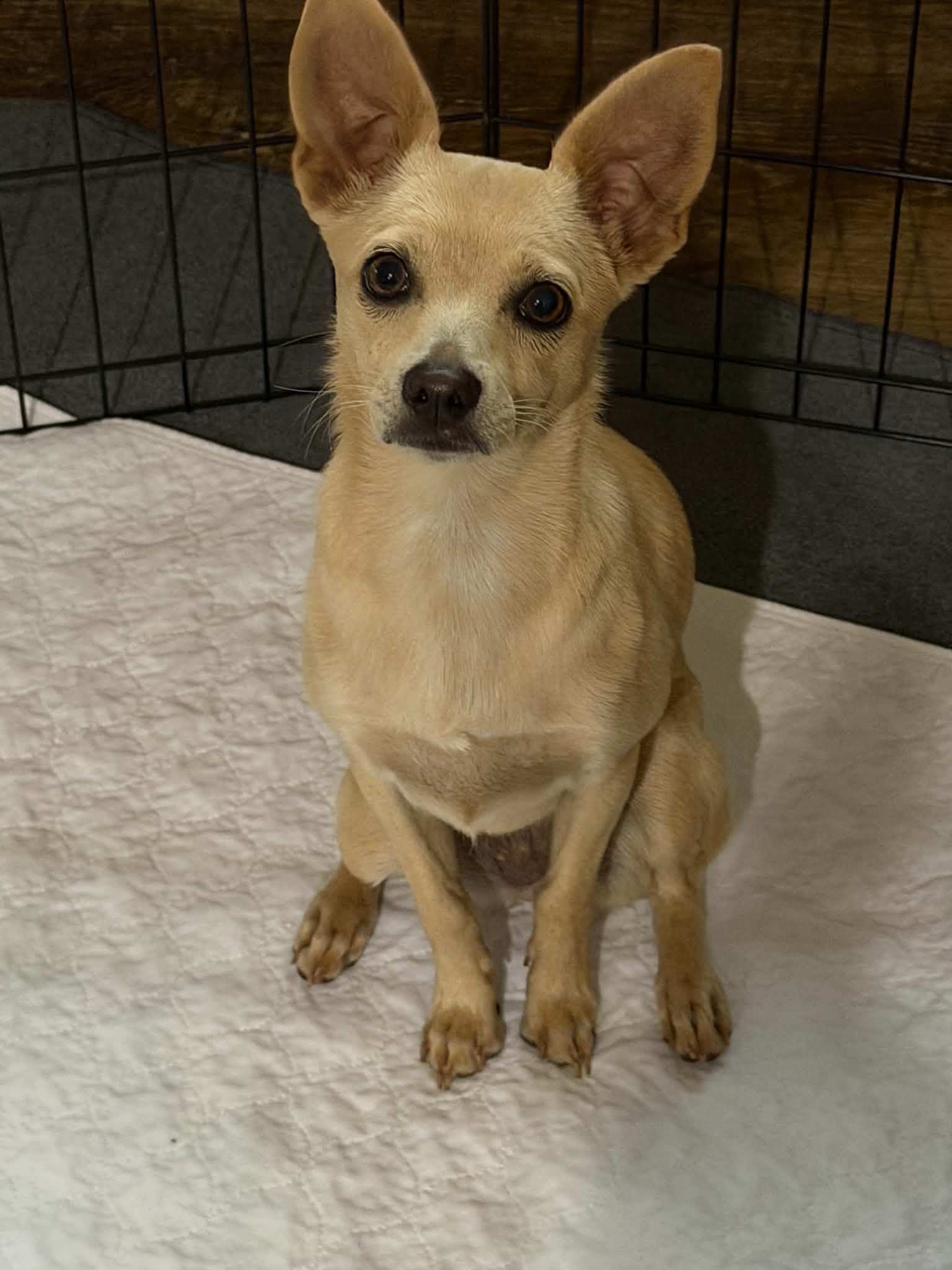 Dolly - Chihuahua