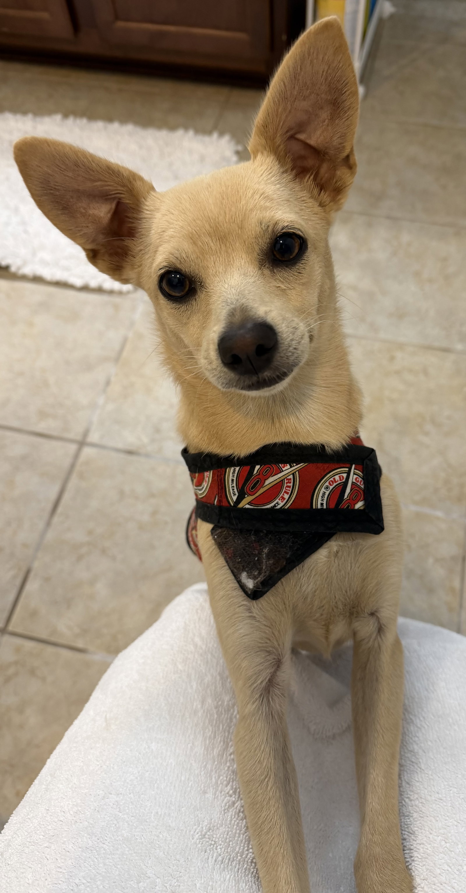 Little Paws Dachshund Rescue