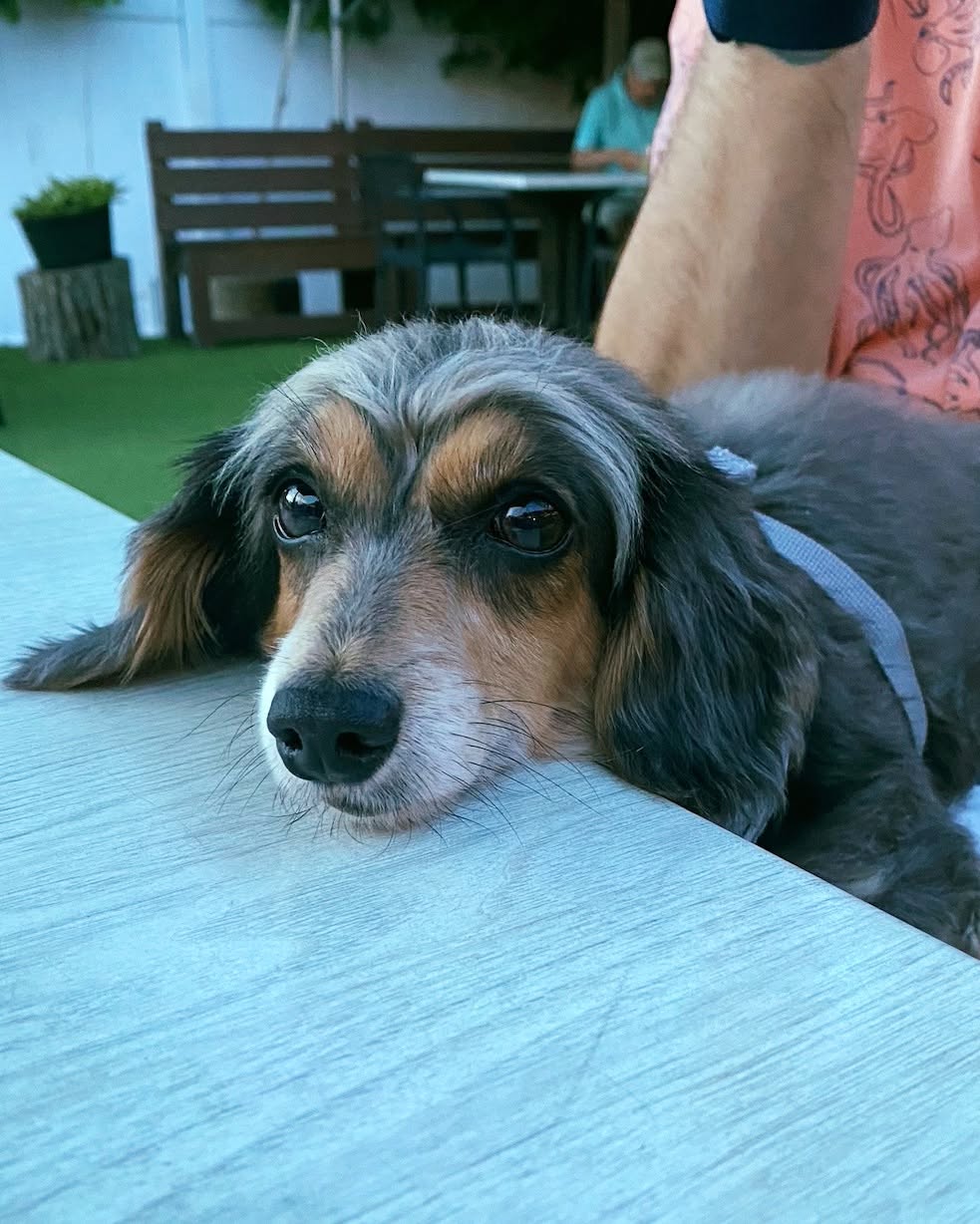 Little Paws Dachshund Rescue