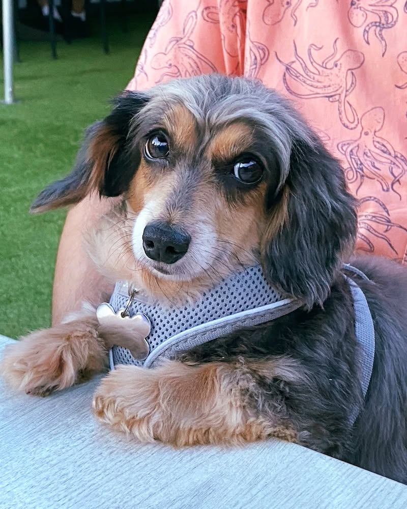 Little Paws Dachshund Rescue