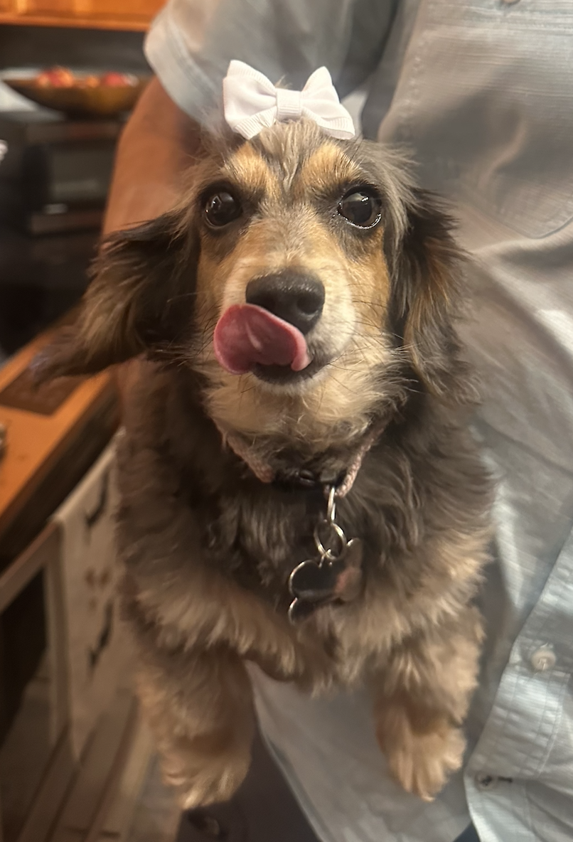 Little Paws Dachshund Rescue