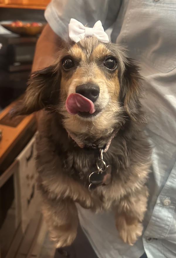 Penny9 (being fostered in Connecticut)