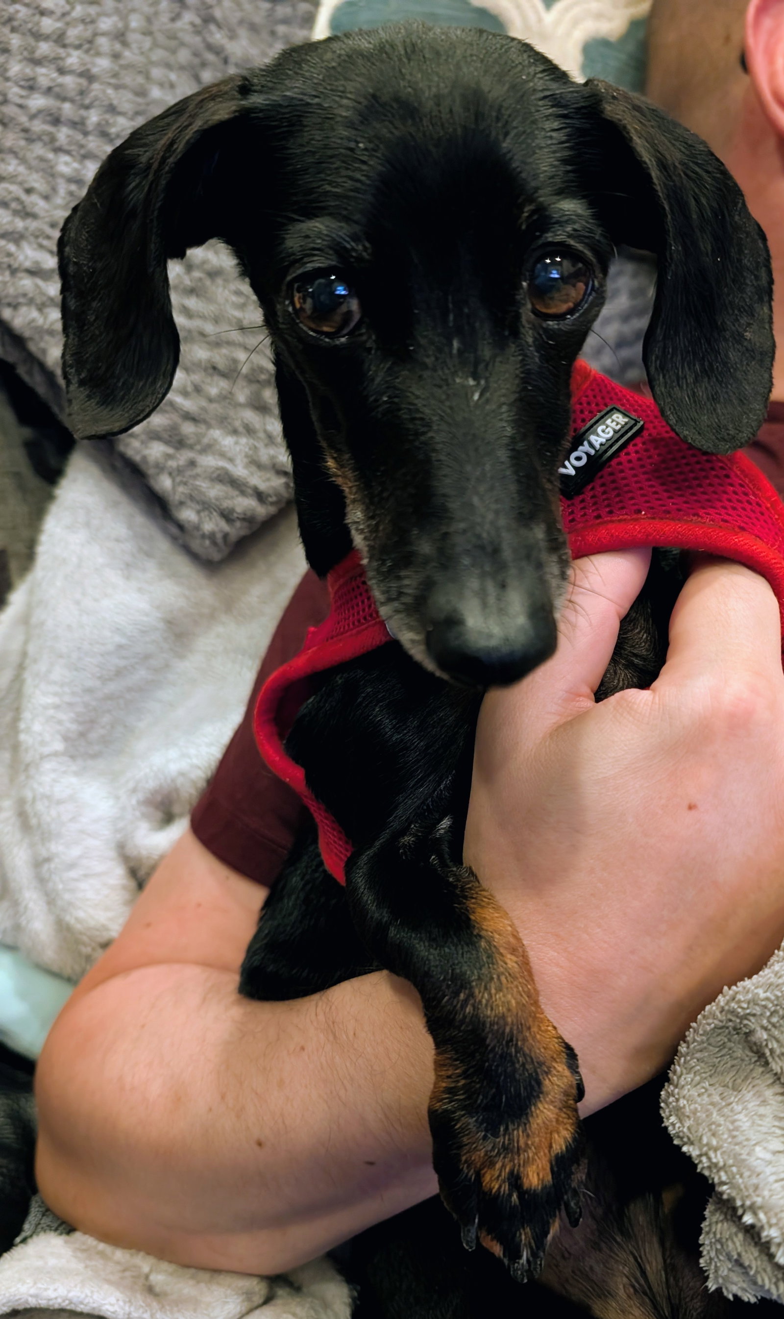 Little Paws Dachshund Rescue