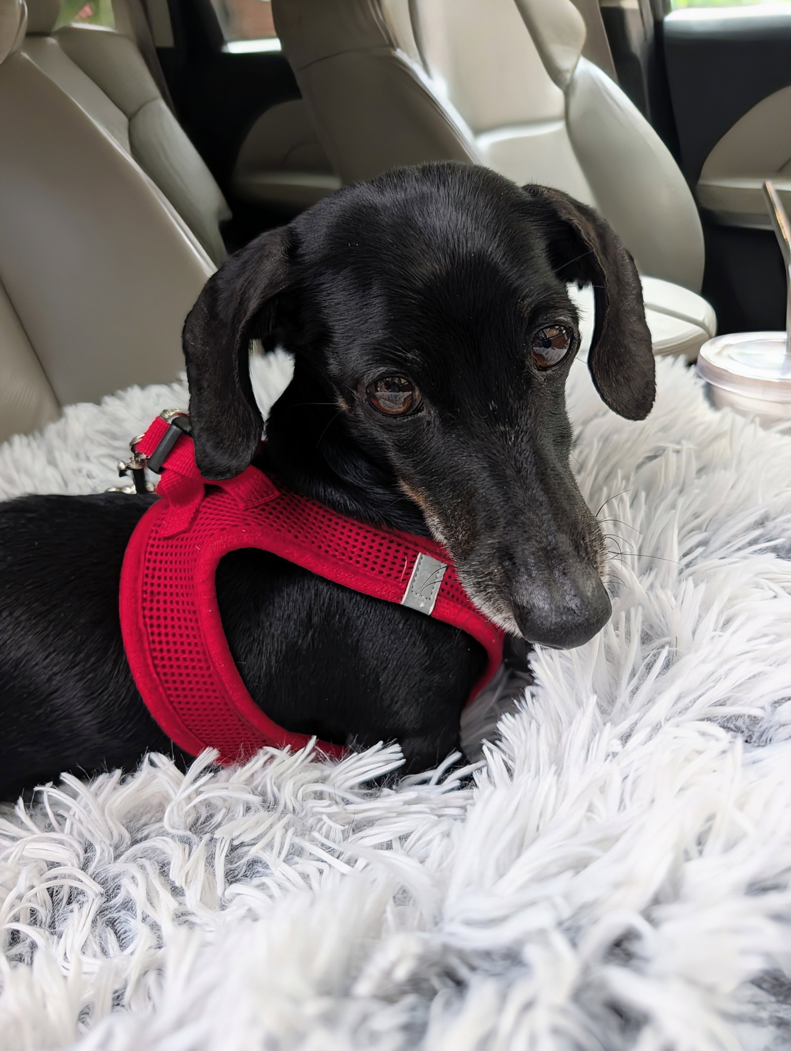 Little Paws Dachshund Rescue