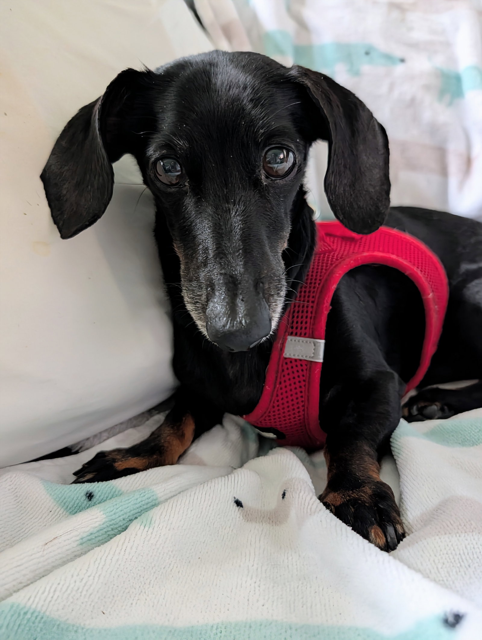 Little Paws Dachshund Rescue