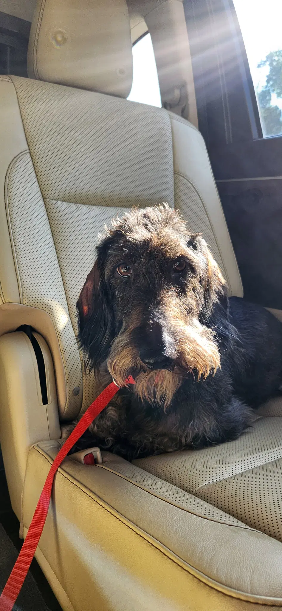 Louie Bonded With Fritz In North Carolina image 2
