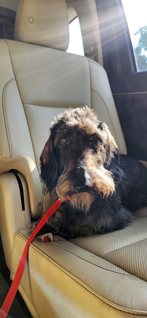 Photo 2 of Louie4 (Bonded with Fritz3) In North Carolina