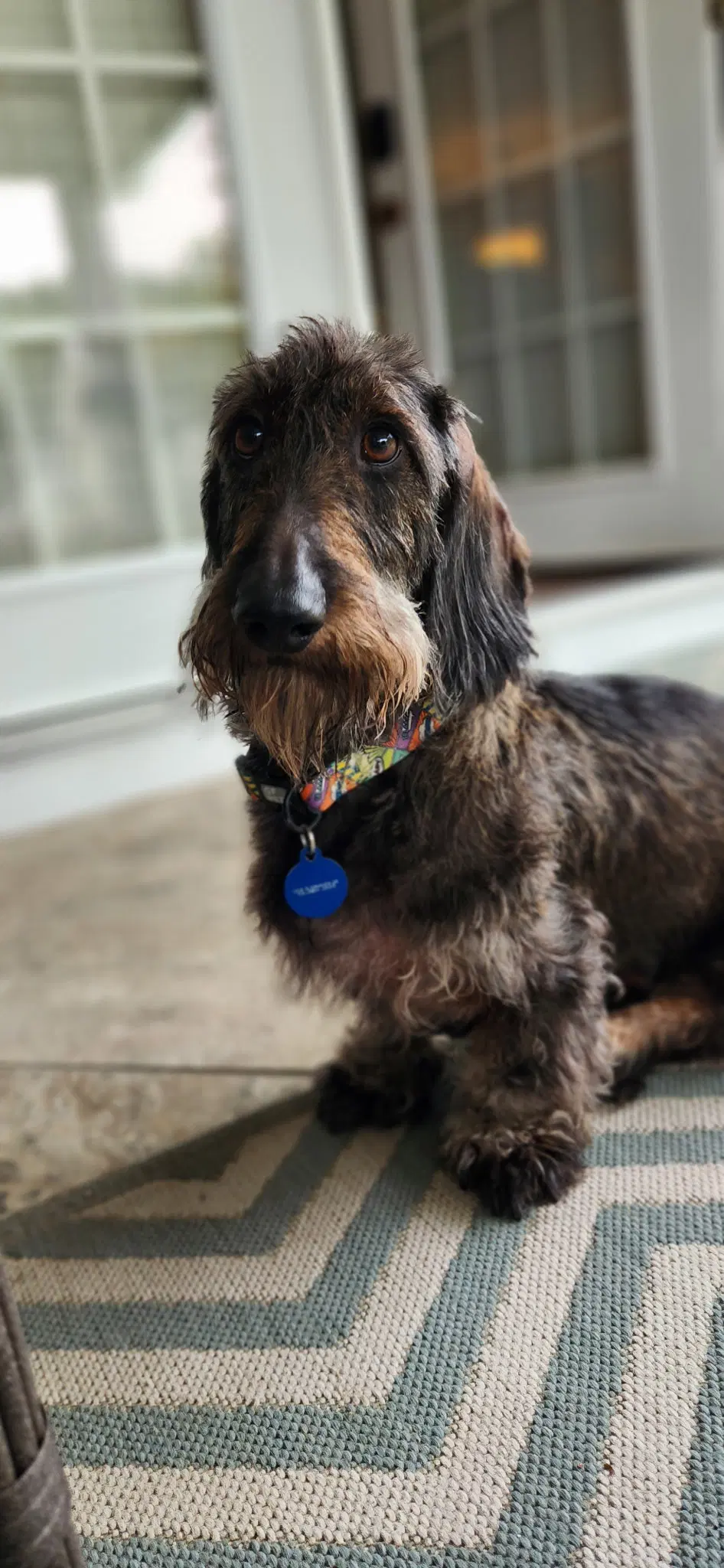 Louie Bonded With Fritz In North Carolina - Dachshund