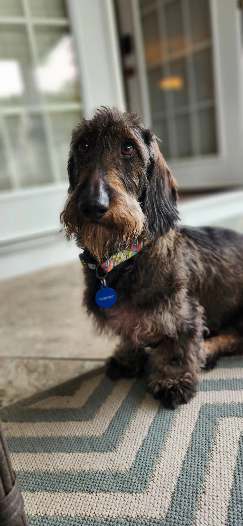 Louie Bonded With Fritz In North Carolina