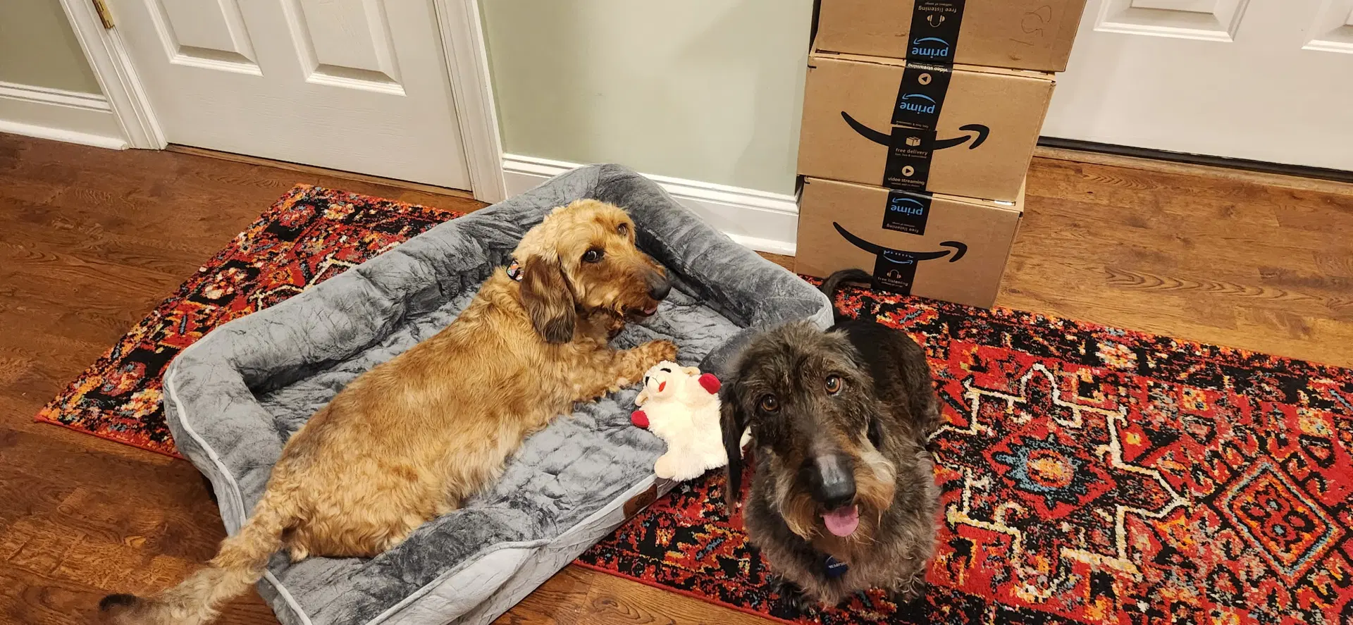 Louie Bonded With Fritz In North Carolina image 3