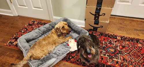 Photo 3 of Louie4 (Bonded with Fritz3) In North Carolina