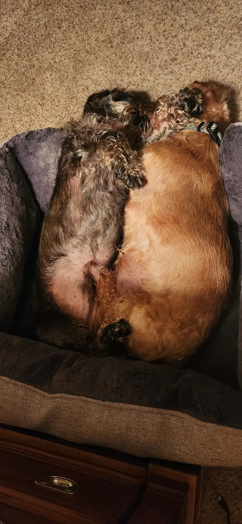 Louie Bonded With Fritz In North Carolina image 4