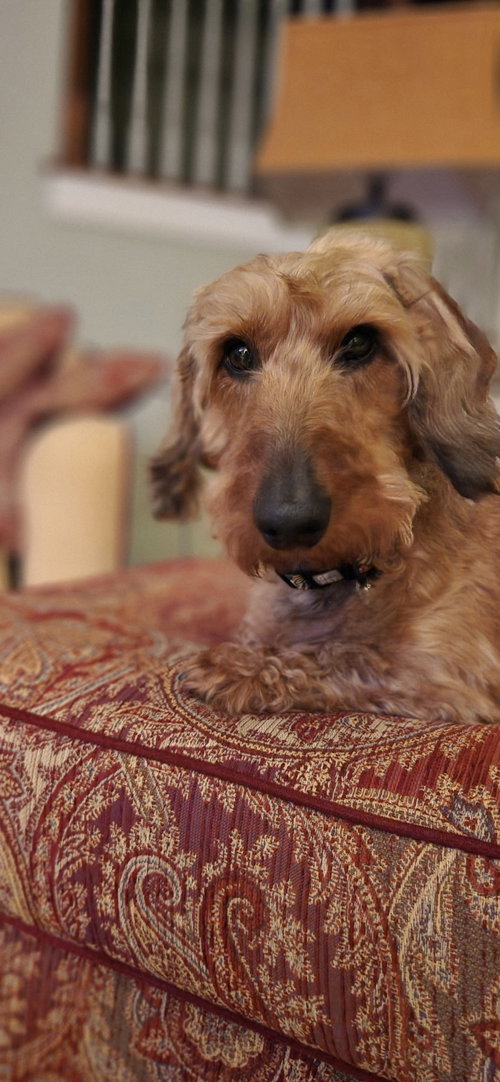 Photo 2 of Fritz3 (Bonded with Louie4) In North Carolina