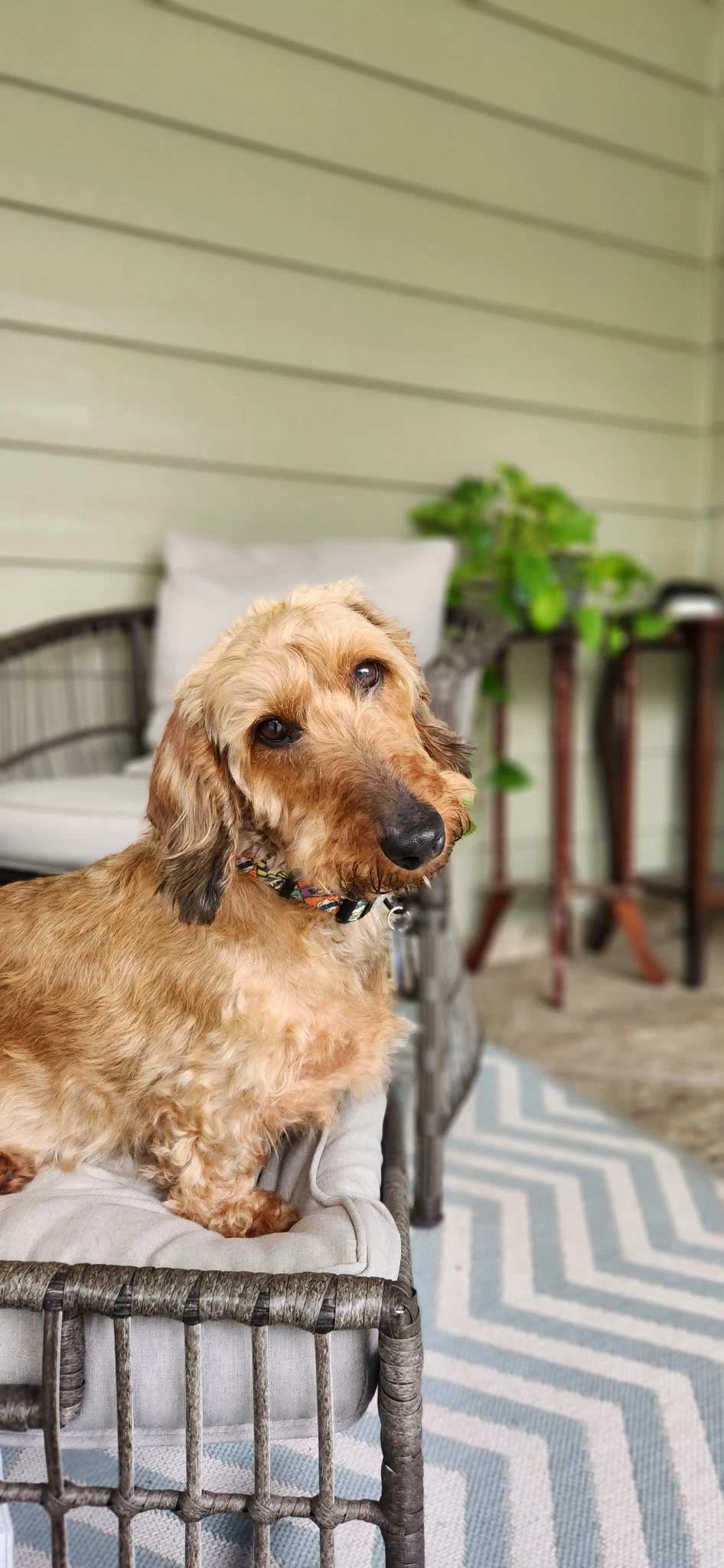 Fritz Bonded With Louie In North Carolina