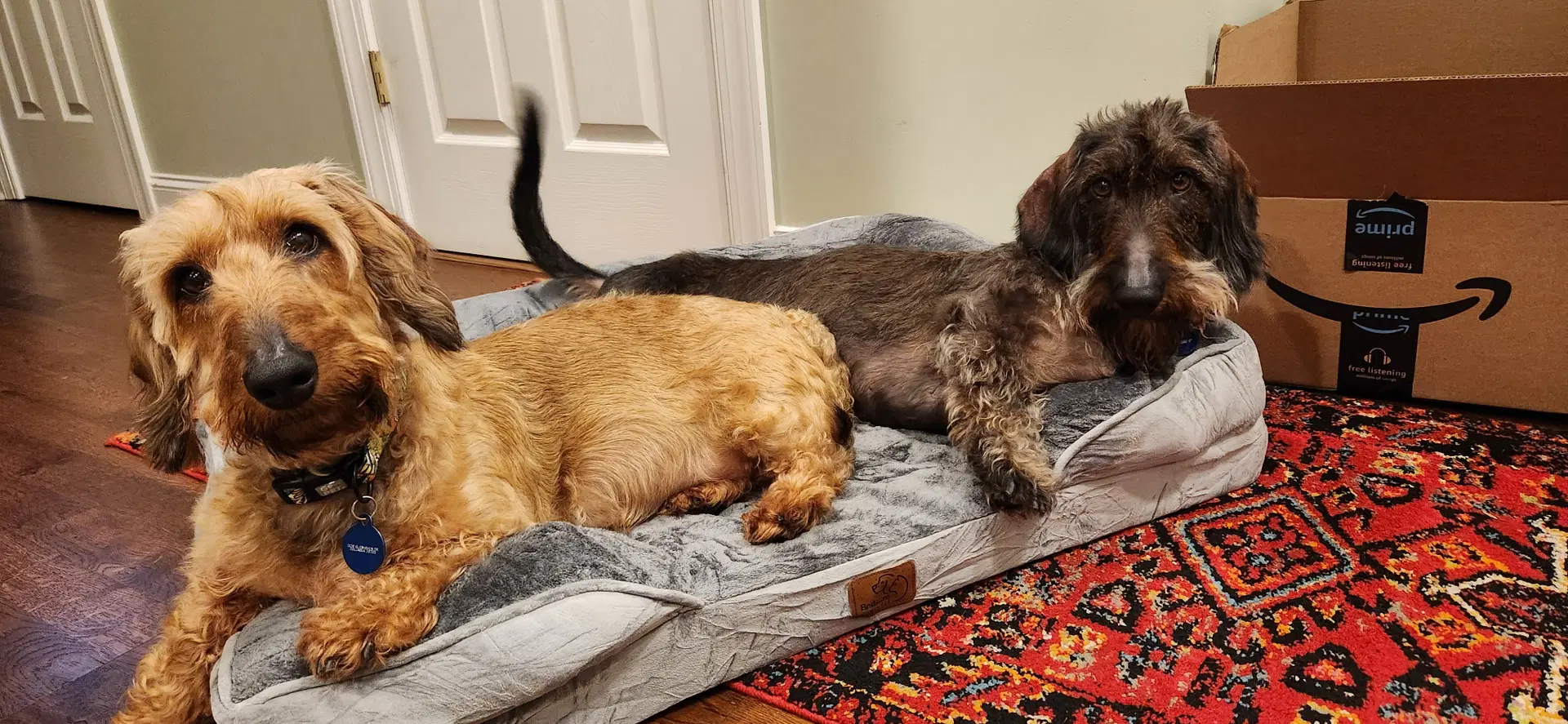 Fritz Bonded With Louie In North Carolina image 4