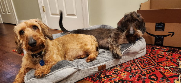 Fritz3 (Bonded with Louie4) In North Carolina