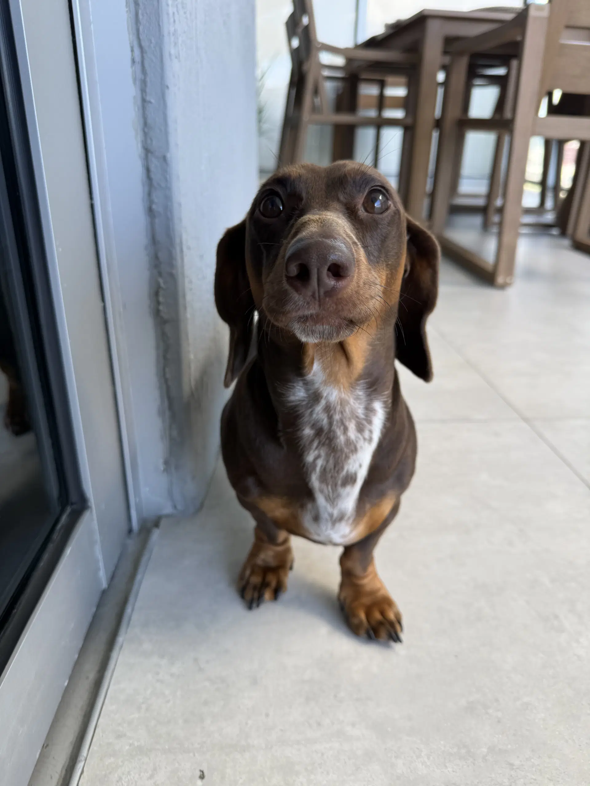 Mylo image 2