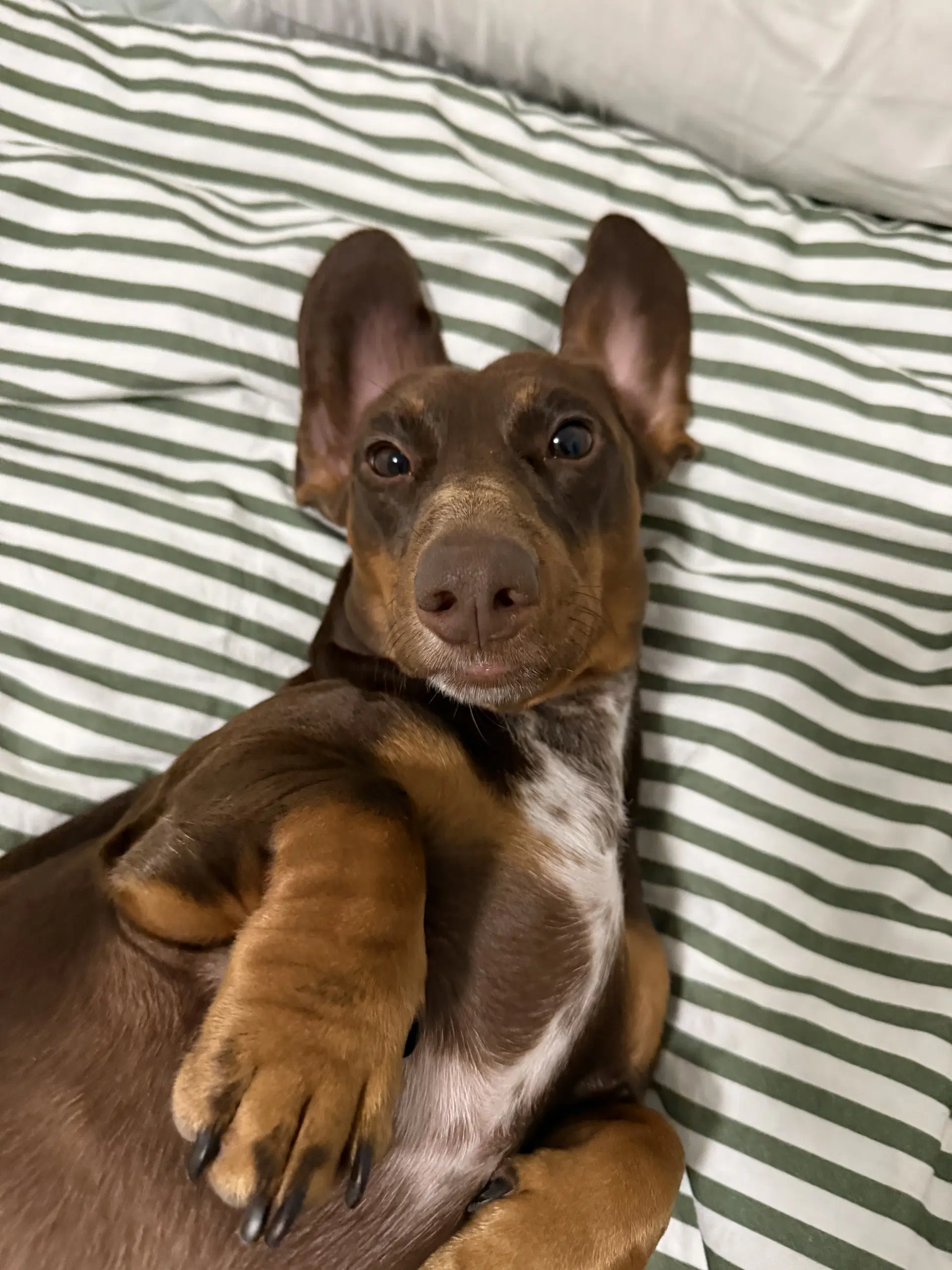 Mylo image 3