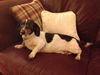 Bailey 2