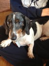 Bailey 2