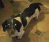 Bailey 2