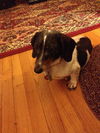 Bailey 2