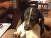 Bailey 2