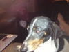 Bailey 2