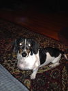 Bailey 2