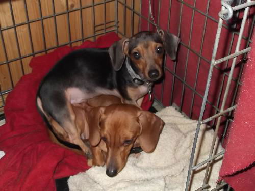 Flora & Chip (bonded mom & pup)