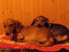 Flora & Chip (bonded mom & pup)