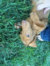 Roscoe