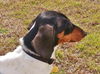 Rhett (Bruno)