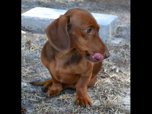 Finnegan