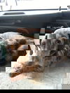 Griffin