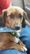 Rolo