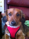 Rolo