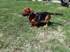 Rolo