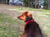 Rolo