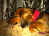 Rolo