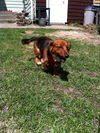 Rolo