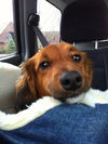 Rolo
