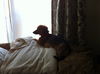 Rolo