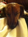 Rolo